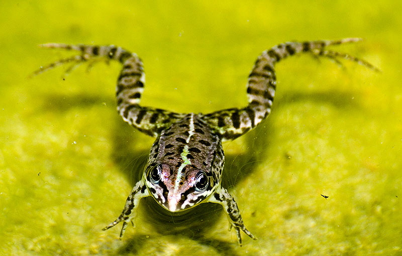 Anfibi in Gravina - Pelophylax sp. (prov. Taranto)